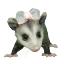👧 emoji Ох уж эти опоссумы @gogdnota Telegram sticker 6 of 45