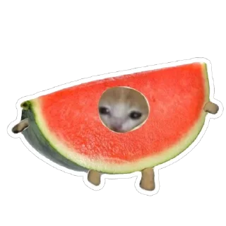 🍉 emoji catss Telegram sticker 7 of 91