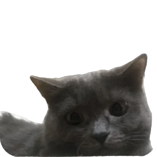 🥴 emoji mc tisha Telegram sticker 21 of 55