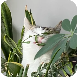 🌱 emoji mc tisha Telegram sticker 15 of 55