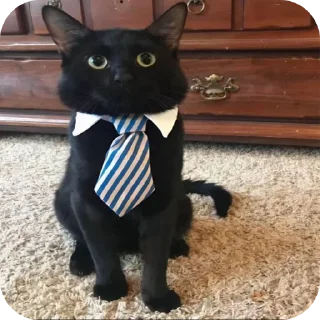 🐱 emoji выгу выгу Telegram sticker 14 of 15