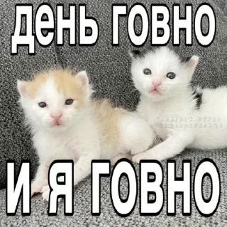 🌟 emoji Тупые котята Telegram sticker 18 of 64