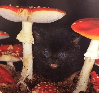 🌟 emoji Тупые котята Telegram sticker 10 of 64