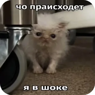 Sticker from Киски