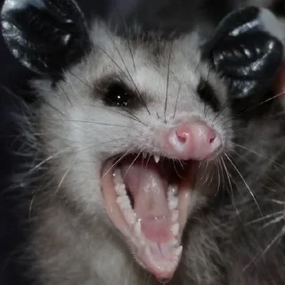 🦝 emoji Таки опоссумы Telegram sticker 20 of 42