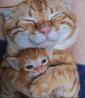 💗 emoji викуля топ Telegram sticker 24 of 46
