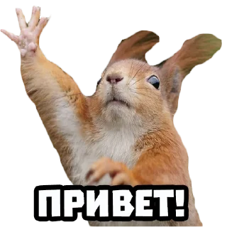 👋 emoji Белки @stickernayaa Telegram sticker 11 of 11