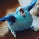👺 emoji попуги и другие животные Telegram sticker 7 of 120
