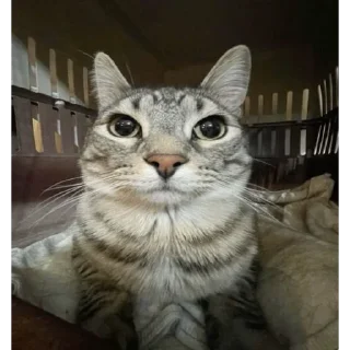 😼 emoji TikTok Memes Telegram sticker 23 of 53