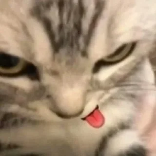 😜 emoji Котики від ББЛ Telegram sticker 24 of 27