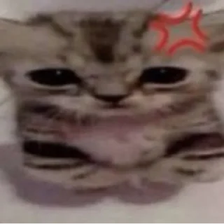 😤 emoji Котики від ББЛ Telegram sticker 11 of 27