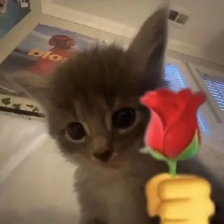 🌹 emoji Котики від ББЛ Telegram sticker 18 of 27