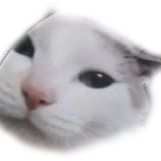 🤫 emoji Котики Telegram sticker 5 of 66