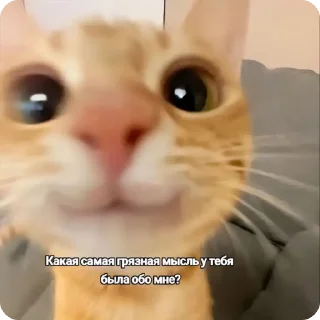 🌟 emoji Котики Telegram sticker 13 of 120