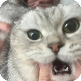 🫥 emoji ЕВА И МИРАНА Telegram sticker 15 of 58