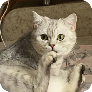 🫥 emoji ЕВА И МИРАНА Telegram sticker 13 of 58