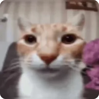 😐 emoji Жожа💀 Telegram sticker 18 of 50