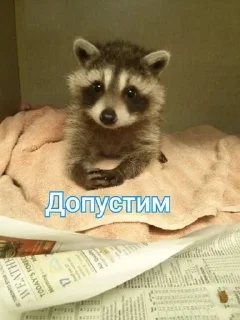 🌟 emoji Енотик Обожрун Telegram sticker 14 of 40