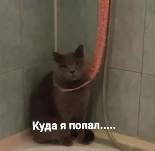 😰 emoji Ёу, это стикерв Telegram sticker 17 of 73
