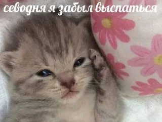 🌟 emoji коты Telegram sticker 17 of 21