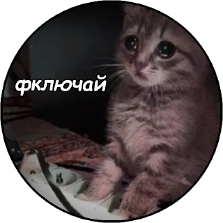 😭 emoji котячий гаремчик Женечки Telegram sticker 20 of 40