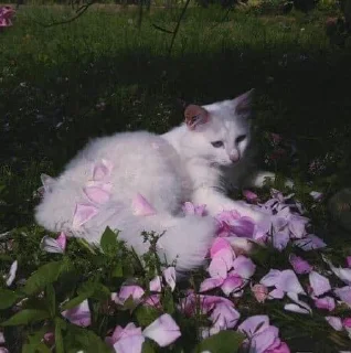🌺 emoji Котики от @Pon_Pon_Pi Telegram sticker 20 of 44