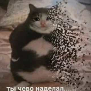😿 emoji я ебу собак Telegram sticker 6 of 29