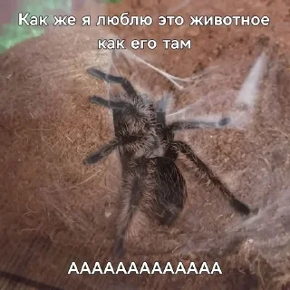 🕷 emoji микрочелики Telegram sticker 14 of 17