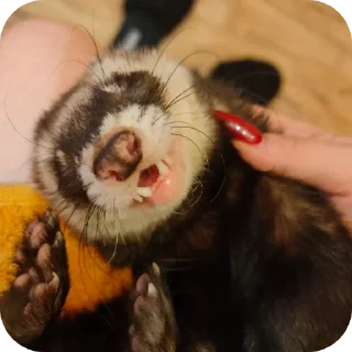 Sticker from Bjornferret