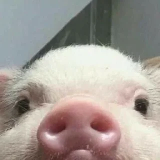 Sticker from Piggy Time 🐷