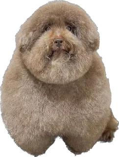 🐶 emoji блять какой же он ебучий | @u_tebya_stolko_net Telegram sticker 2 of 8