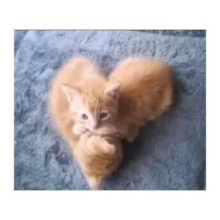 🐱 emoji 2пакмя Telegram sticker 20 of 31