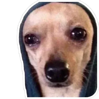 😭 emoji Псинки Telegram sticker 1 of 26