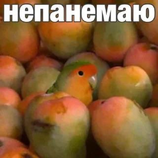 Sticker from попугай мемы | @Stick4Gram