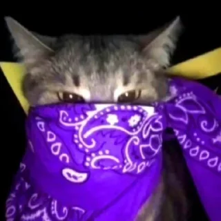 😸 emoji соблюдаем❗❗❗ @R_ne_chyrka Telegram sticker 7 of 10