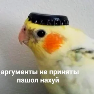 🐦 emoji Попуги Telegram sticker 7 of 19