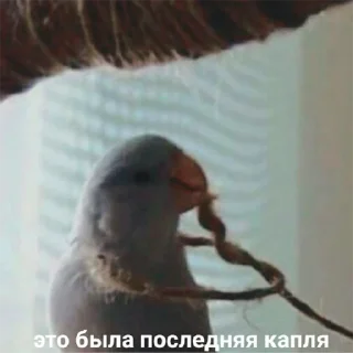 🐦 emoji Попуги Telegram sticker 6 of 19