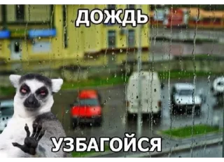 😀 emoji Енот Telegram sticker 15 of 94