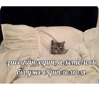 🫥 emoji Чихуёвочно Telegram sticker 15 of 19