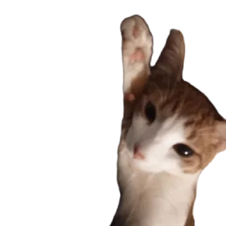 Sticker from Лучший котя)