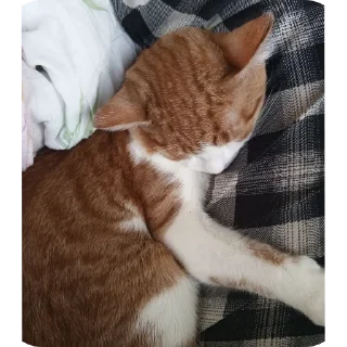 Sticker from Лучший котя)