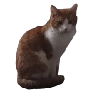 Sticker from Лучший котя)