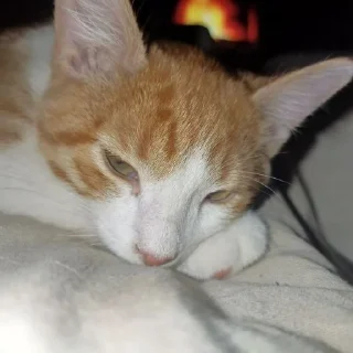 Sticker from Лучший котя)