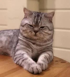 😑 emoji матисс :3 Telegram sticker 8 of 14
