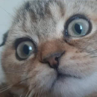 🐱 emoji леся❣❣ Telegram sticker 5 of 24