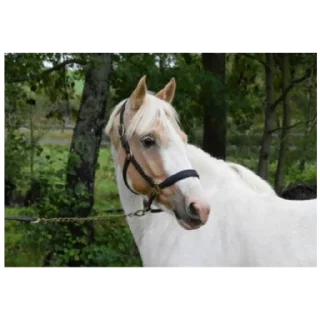 Sticker from Horse 🐎