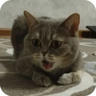 🐱 emoji Boom 💔 || @Ka1nnalash Telegram sticker 7 of 11