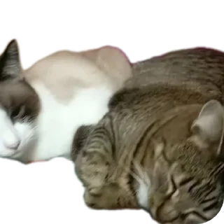Sticker from Вася | Тот самый Вася из ТТ