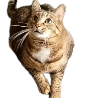 Sticker from Вася | Тот самый Вася из ТТ