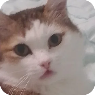 🐱 emoji Baculiu Telegram sticker 23 of 27